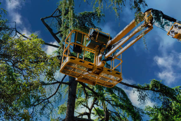 Best Commercial Tree Services  in Horace, ND